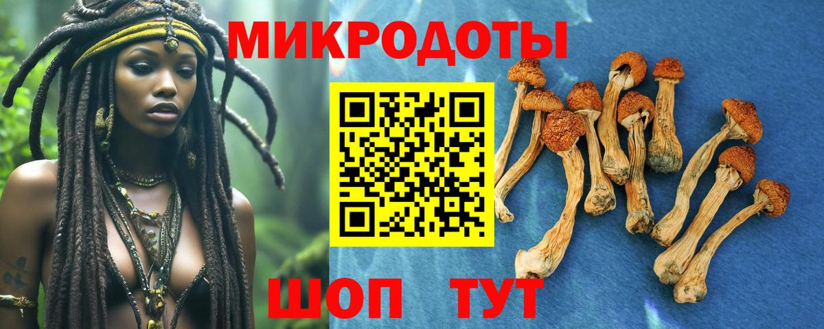 Псилоцибиновые грибы Psilocybe Сафоново